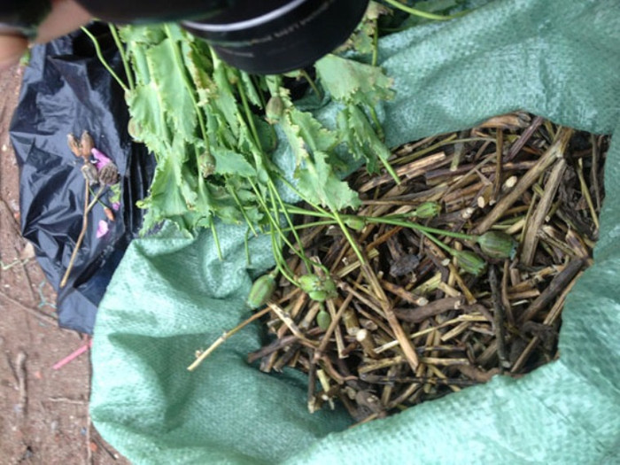 Số hoa Anh Túc này bị phát hiện để bên trong thùng mỳ tôm dưới gầm ghế hành khách