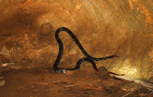 Đầu và đuôi con rắn có màu đỏ