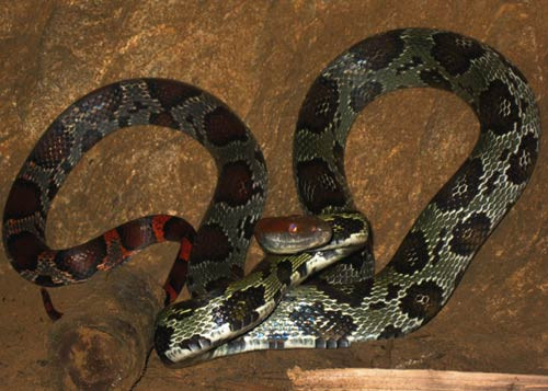 Con rắn có chiều dài 1,8 m, nặng 1,4 kg. Trên mình có những chấm đen, đặc biệt đầu và đuôi đều có màu đỏ lửa.