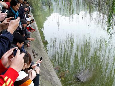 Cụ rùa bơi sát vào bờ, nhiều người đứng chen kín để tận mắt nhìn Cụ rùa bơi sát vào bờ, nhiều người đứng chen kín để tận mắt nhìn