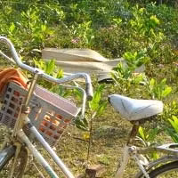 Thi thể em Bửu (đắp chiếu) và chiếc xe đạp.