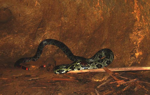 Hiển cho biết, khi đang chăn trâu ở dưới chân núi gần chùa Vồm (thuộc xã Thiệu Khánh) thì thấy con rắn từ trên núi trườn xuống. Đám trẻ chăn trâu đã đuổi theo, quây lại và bắt được.