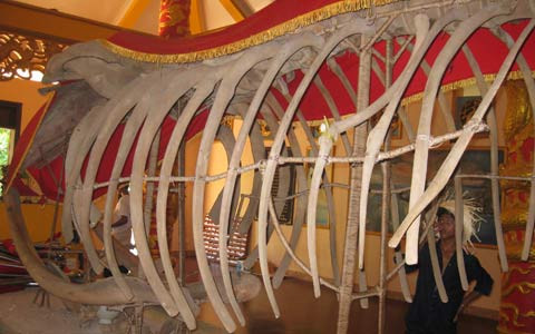 Du khách thích thú khi tận mắt ngắm bộ xương cá ông khủng. Du khách thích thú khi tận mắt ngắm bộ xương cá ông khủng.