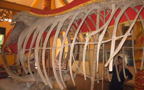 Du khách thích thú khi tận mắt ngắm bộ xương cá ông khủng.