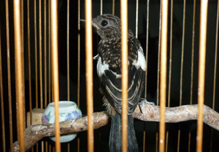 Kiện bạn ra tòa, đòi bồi thường 100 triệu đồng vì làm hỏng trứng chim ảnh 1 Kiện đòi bạn 100 triệu vì làm hỏng chim, Tin tức trong ngày,