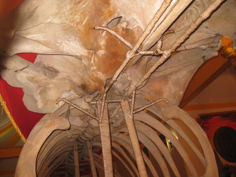 Phía bên trong bộ xương cá ông dài hàng chục mét. Phía bên trong bộ xương cá ông dài hàng chục mét.