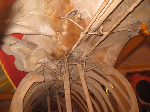 Phía bên trong bộ xương cá ông dài hàng chục mét.