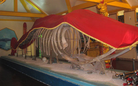 Bộ xương cá ông có mặt tại đây hơn 30 năm qua, có chiều dài hơn 22m Bộ xương cá ông có mặt tại đây hơn 30 năm qua, có chiều dài hơn 22m