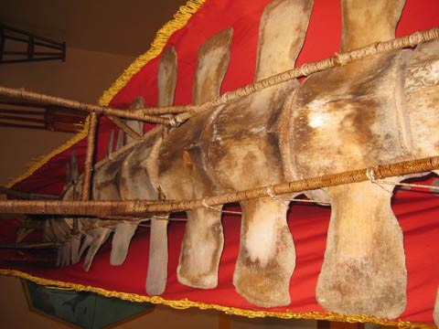 Khúc xương sống kéo dài nhuốm đẫm màu thời gian. Khúc xương sống kéo dài nhuốm đẫm màu thời gian.