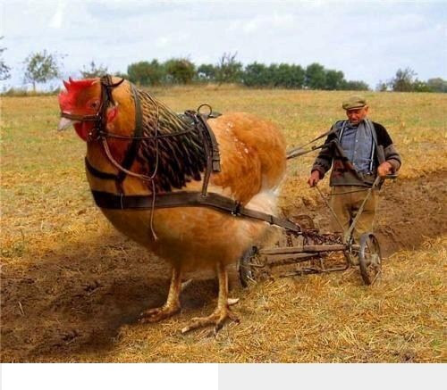 Gà không chỉ còn nhiệm vụ đẻ trứng Gà không chỉ còn nhiệm vụ đẻ trứng