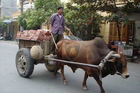 Bò Lamborghini đẳng cấp vượt trội Bò Lamborghini đẳng cấp vượt trội