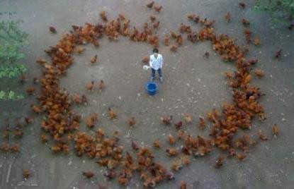 Ai thì anh không biết còn anh lại chỉ thích tỏ tình bằng gà Ai thì anh không biết còn anh lại chỉ thích tỏ tình bằng gà