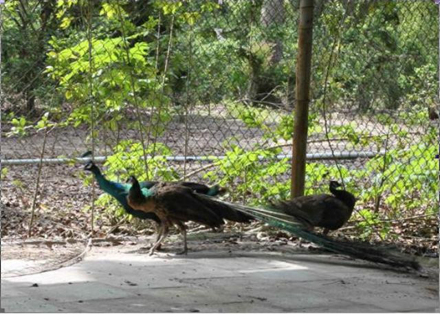 Công tại 49 ấp Cây Sắn, xã Lai Uyên, huyện Bến Cát, tỉnh Bình Dương không có giấy phép. Loài thuộc nhóm IB nghiêm cấm khai thác.