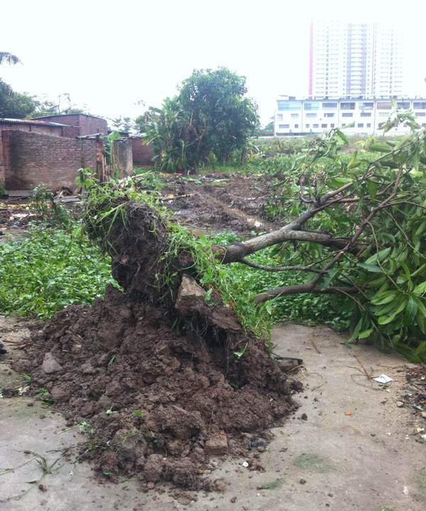 Mặc dù, UBND quận Hoàng Mai đã ban hành văn bản tạm hoãn việc thực hiện cưỡng chế GPMB đối với 08 hộ dân tại khu trang trại phường Trần Phú nhưng ngày 08/11/2016, Công ty Gamuda Land Việt Nam vẫn cho công nhân đưa máy móc vào hủy hoại tài sản của người dân. Ảnh do người dân cung cấp.