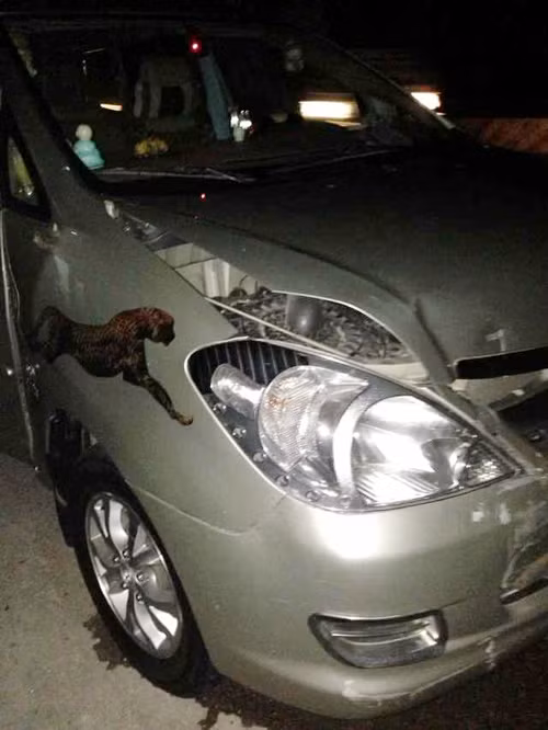 Phần đầu xe cũng thảm thương không kém.