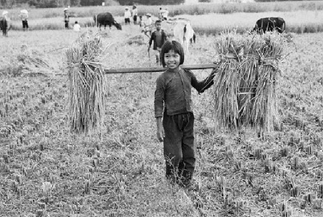 Tuổi thơ với vị chan chát của cỏ, mùi ngai ngái của rạ rơm quyện với mùi thơm của hương lúa nồng nàn Tuổi thơ với vị chan chát của cỏ, mùi ngai ngái của rạ rơm quyện với mùi thơm của hương lúa nồng nàn