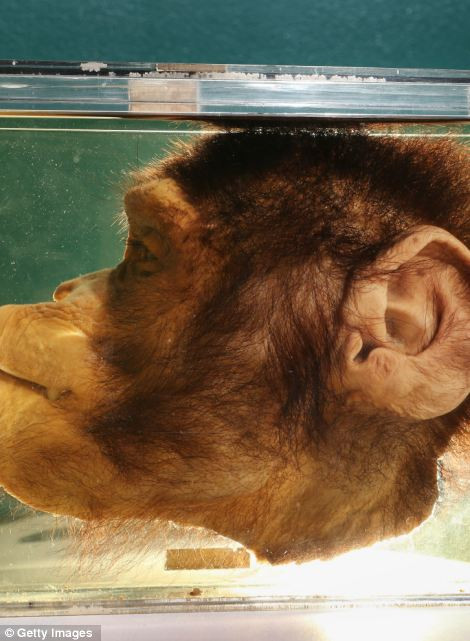 Nửa đầu của một con tinh tinh Nửa đầu của một con tinh tinh