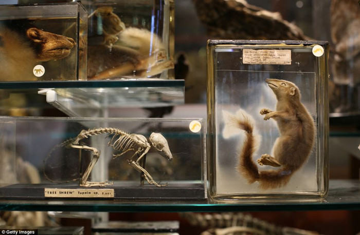 Bình đựng những loài động vật nhỏ có vú có nguồn gốc từ các khu rừng nhiệt đới ở Đông Nam Á Bình đựng những loài động vật nhỏ có vú có nguồn gốc từ các khu rừng nhiệt đới ở Đông Nam Á