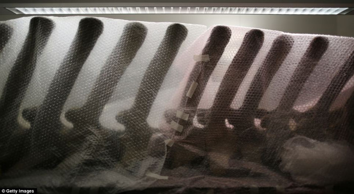 Xương sống của một con cá voi mõm dài Xương sống của một con cá voi mõm dài