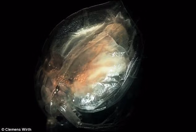 Một loài vi khuẩn quái dị được tìm thấy trong giọt nước