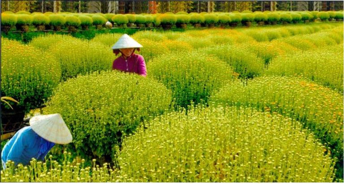 Số lượng hoa kiểng dự kiến được sử dụng lên đến 10.000 chậu hoa các loại. Số lượng hoa kiểng dự kiến được sử dụng lên đến 10.000 chậu hoa các loại.