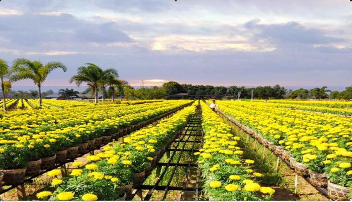 Sa Đéc – Xứ hoa của miền Tây Nam Bộ Sa Đéc – Xứ hoa của miền Tây Nam Bộ