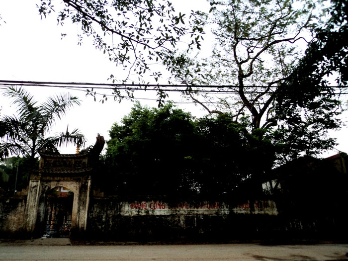 Vị trí của cây gỗ sưa này chỉ cách cổng trụ sở UBND xã Hòa Chính khoảng 60m. Tuy nhiên tường bao bên ngoài cây gỗ sưa này rất thấp so với mặt đường