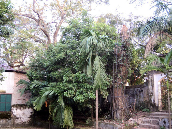 Các cụ còn cho biết, kẻ trộm đã cưa ngọn cây này được 2 khúc và đã lấy đi 1 khúc. Khúc bị mất áng chừng dài 2,5m và có trị giá khoảng 5 tỷ đồng. Khúc nhỏ còn lại đã được đưa vào nhà kho để bảo vệ.