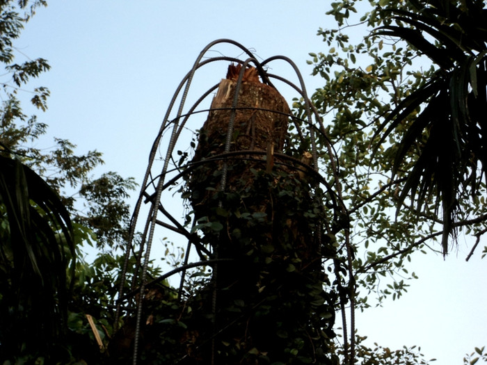 Sau vụ cưa trộm đêm 28 rạng sáng 29/10, một hàng rào thép đã được Hội người cao tuổi dựng lên bao quanh phần gốc sưa còn lại với hy vọng có thể tránh được “sưa tặc”. Số tiền xây dựng hàng rào thép này do các cụ trong Hội Người cao tuổi bỏ ra.