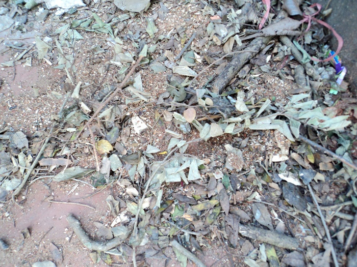 ...mùn cưa và lá rụng...