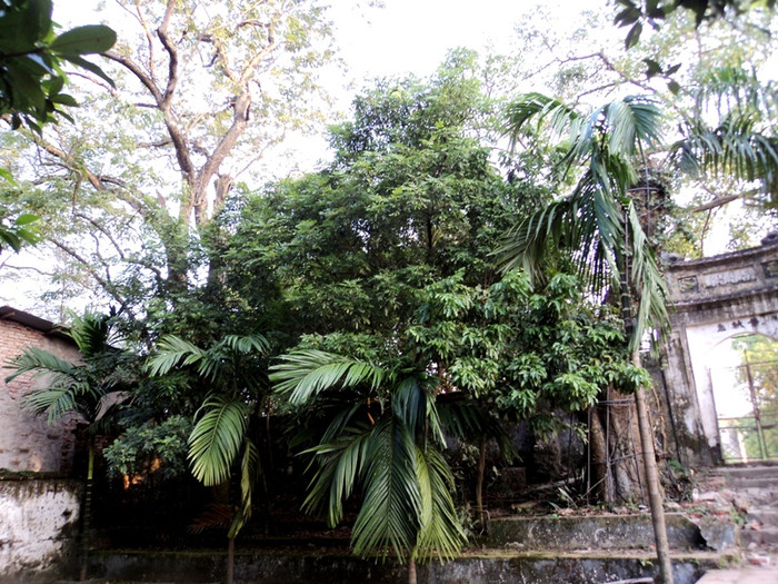 Bên cạnh cây sưa bị cưa trộm, còn một cây sưa khác cũng rất lớn. Tuy nhiên, may mắn hơn, cây sưa này còn nguyên vẹn. Và các cụ trong Hội Người cao tuổi ở đây cho biết đã lên phương án bảo vệ cây sưa này.