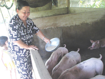 Bà Tư Bốn nuôi heo chuyên nghiệp. Bà Tư Bốn nuôi heo chuyên nghiệp.