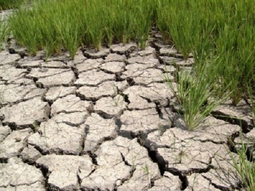 Tiếng rừng tuyệt vọng ảnh 3 Tiếng rừng tuyệt vọng ảnh 3