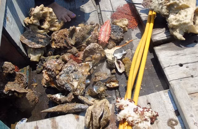 Hải sản chết được ngư dân vớt lên từ đáy biển (Ảnh: Đ.T)