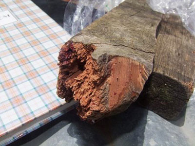 Giết vợ rồi xâm hại vùng kín người chết để tạo hiện trường giả ảnh 2