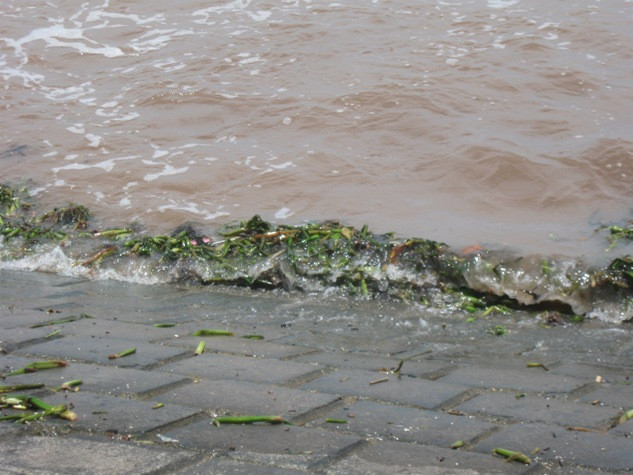 Những bức ảnh về biển bẩn càng minh chứng cho lý do đến Quất Lâm người ta sẽ chỉ "tắm cạn" Những bức ảnh về biển bẩn càng minh chứng cho lý do đến Quất Lâm người ta sẽ chỉ "tắm cạn"
