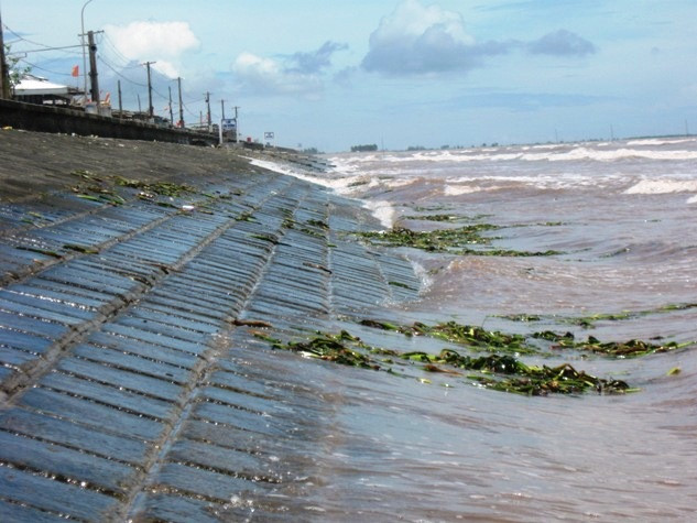 Những đám bèo chết, thối hoắc trôi dạt vào bờ