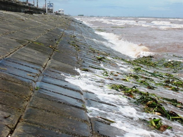 Rác thải, bèo, trôi dạt vào bờ cùng với mầu nớc biển đục ngầu làm bãi biển Quấn Lâm theo những người dân nơi đây, du khách đến tắm biển tại đây ngày càng ít đi