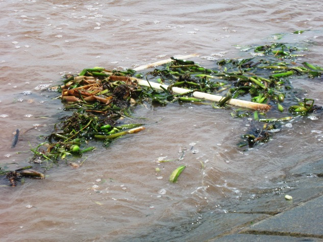 Bãi biển như "ao tù"