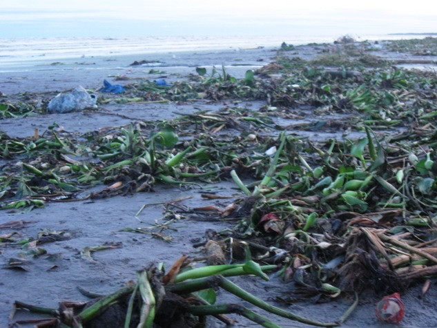 Rác nhiều nên du lịch tắm biển tại Quất Lâm hầu như không có, thay vào đó là những dịch vụ "tắm cạn"