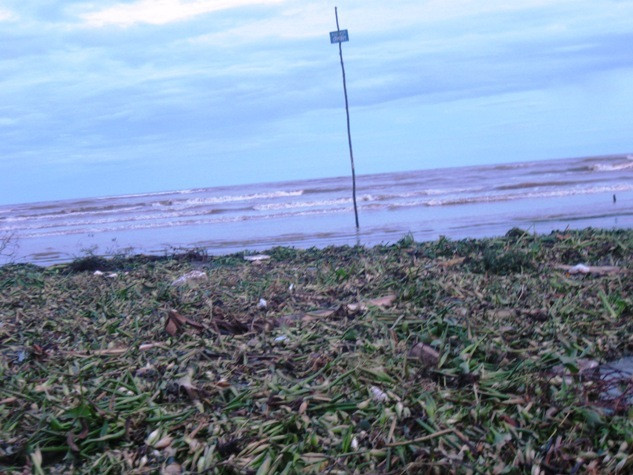 Trên nền cát những thảm bèo chết trôi dạt bốc mùi