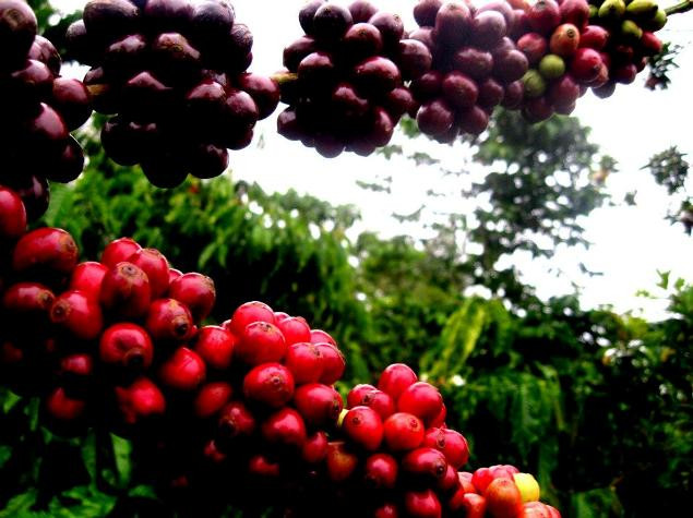 Hàng loạt doanh nghiệp cà phê nội đang đứng trên bờ vực phá sản Hàng loạt doanh nghiệp cà phê nội đang đứng trên bờ vực phá sản