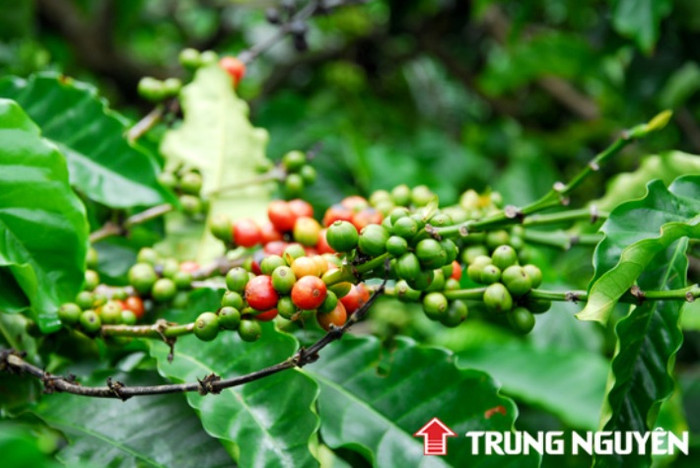 Trong lúc khó khăn hiện nay chỉ một số ít doanh nghiệp cà phê Việt Nam tìm ra hướng đi riêng và phát triển trong đó có Cà phê Trung Nguyên Trong lúc khó khăn hiện nay chỉ một số ít doanh nghiệp cà phê Việt Nam tìm ra hướng đi riêng và phát triển trong đó có Cà phê Trung Nguyên