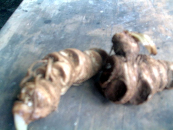 Củ “sâm rừng” người dân tìm thấy được.