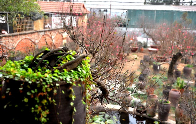 Theo ông Lan, việc chơi chi mai thường hợp với ngôi nhà cổ của Việt Nam. Nhưng cũng có nhiều gia đình mua với số lượng nhiều về bày biện xung quanh nhà.