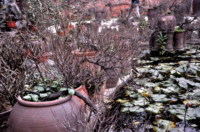 Tới thời điểm hiện tại, 2.000 gốc chi mai của vườn ông Lan đã bán được hơn 1 nửa. Ông Lan cũng cho biết thêm, vườn của ông lượng người mua đào và chi mai ngang nhau.