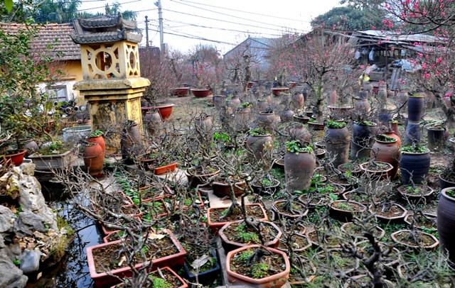 Theo triết học Phương Đông: Thân cây chi mai thể hiện sự nữ tính. Sự vững bền trong dòng tộc, gia đình, thân cây và cành chạc thể hiện sự sum vầy.