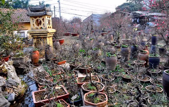 Theo triết học Phương Đông: Thân cây chi mai thể hiện sự nữ tính. Sự vững bền trong dòng tộc, gia đình, thân cây và cành chạc thể hiện sự sum vầy.