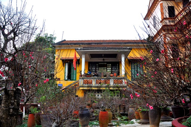 Chen lẫn giữ những cây đào đang nở rực, vườn cây hoa cảnh của ông Lan vẫn mang một nét riêng không đâu ở vườn hoa Nhật Tân có. Đó chính là một số lượng gốc chi mai đang đặt tại đây.