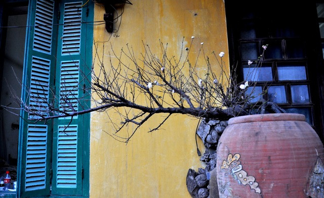 Thời gian chơi hoa chi mai trong dịp Tết có thể từ 1-1,5 tháng.